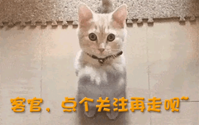 18.gif